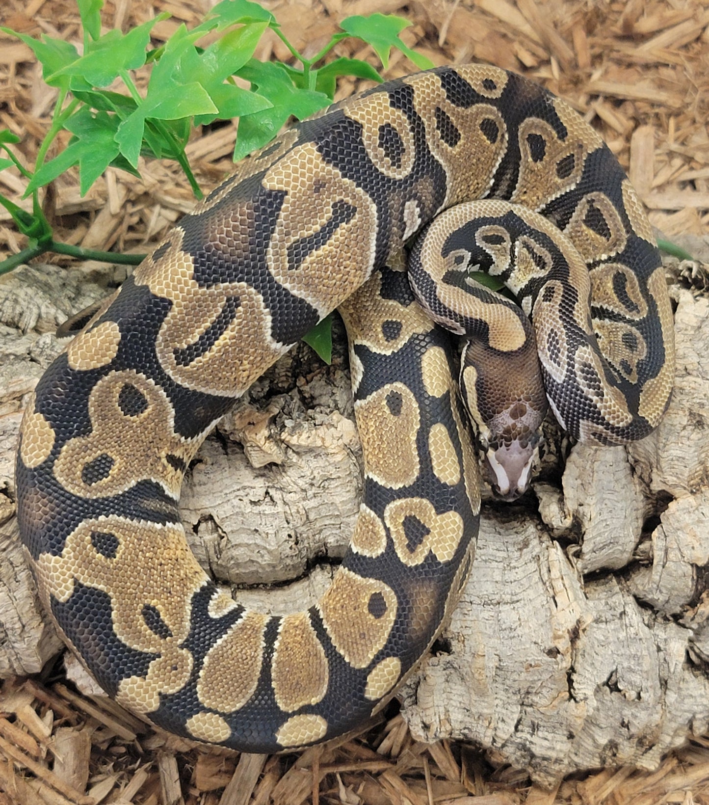 Scaless Head het Piebald - M