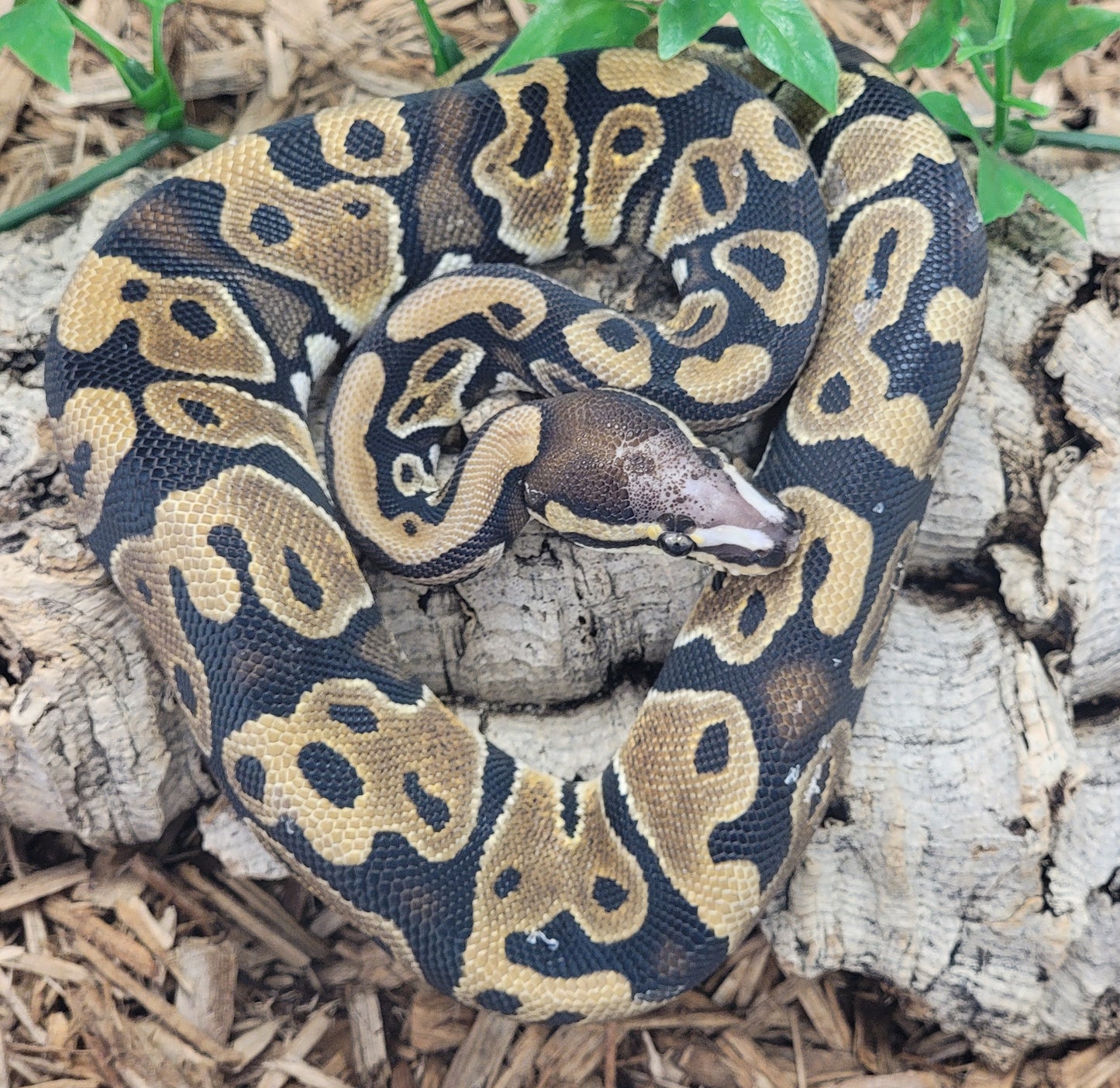 Scaless Head het Piebald - F
