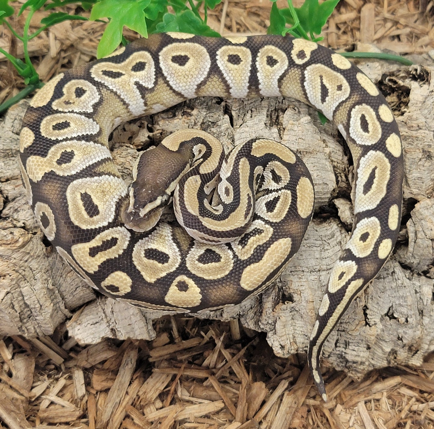 Mojave Sunkiss - M
