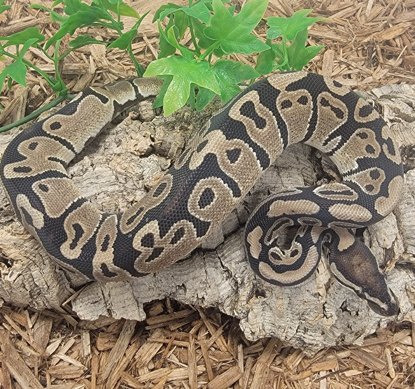 Triple het VPI Axanthic X Pied (Lightning Pied) X TSK or Jolif Axanthic - M