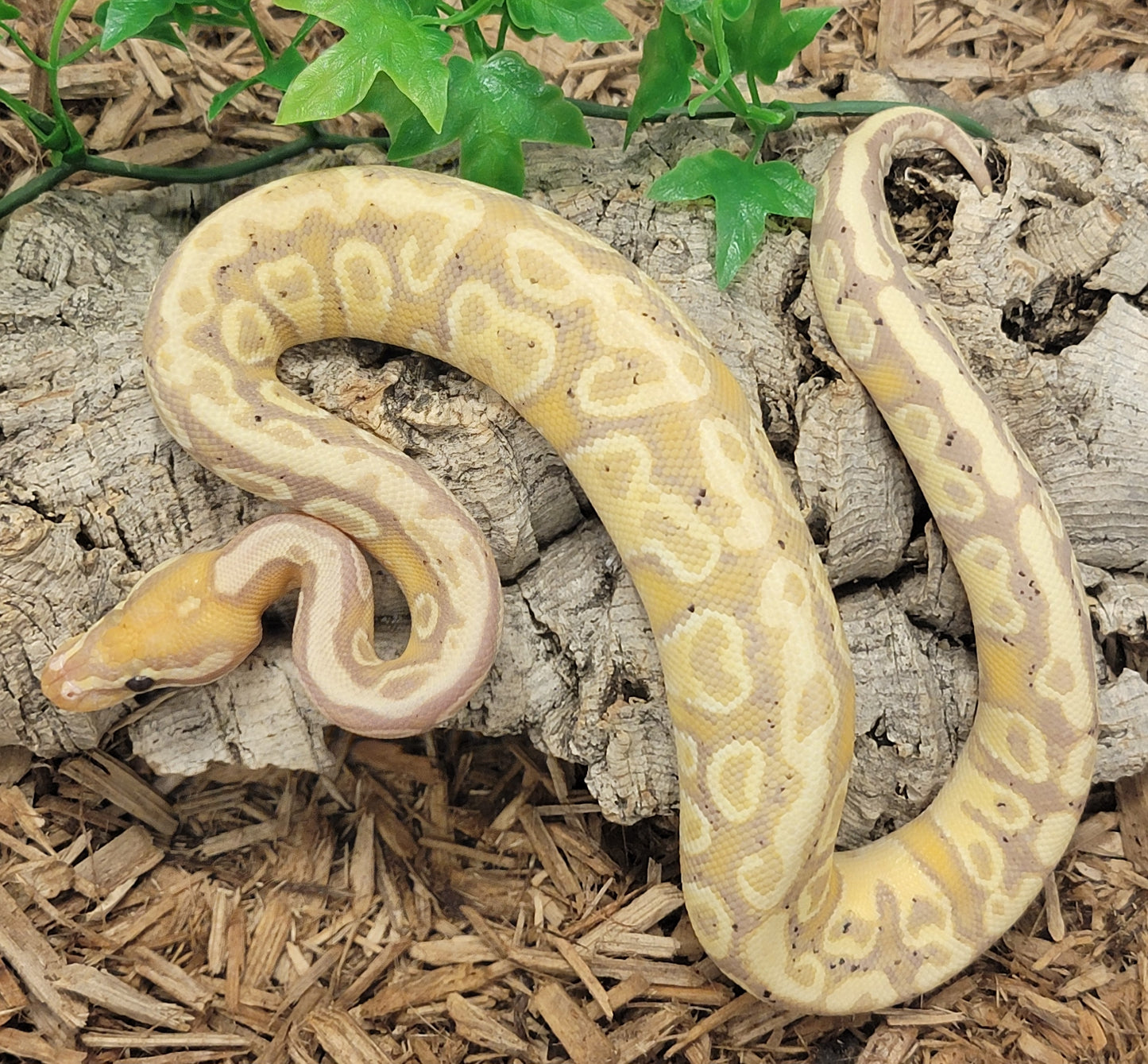 Banana Blitz YB het Clown - M