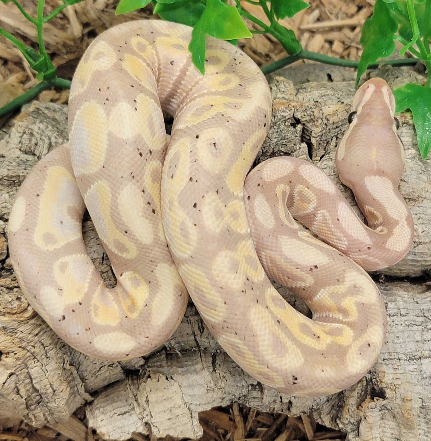 Banana Pastel Calico - M