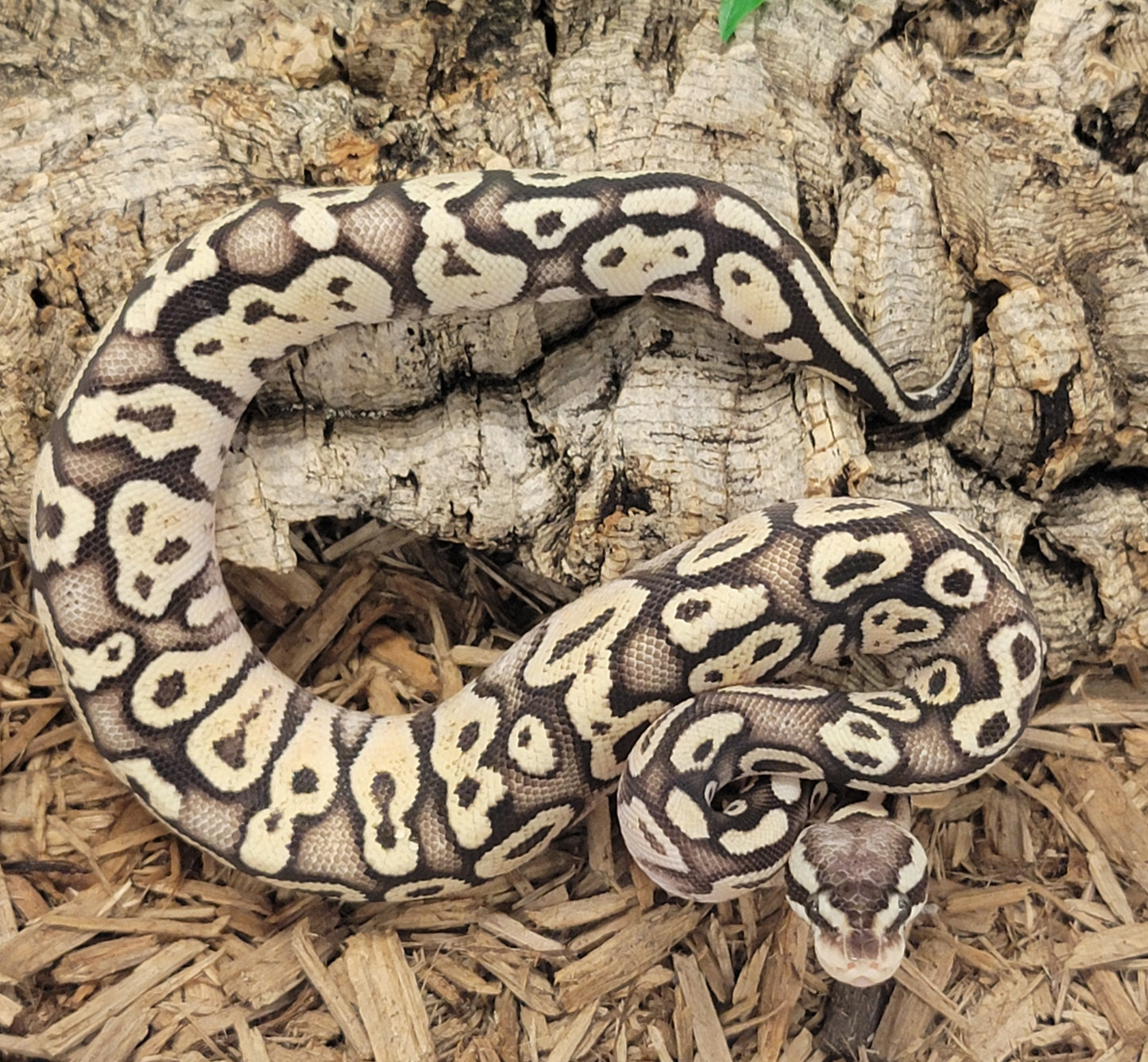 Granite Pastel - F