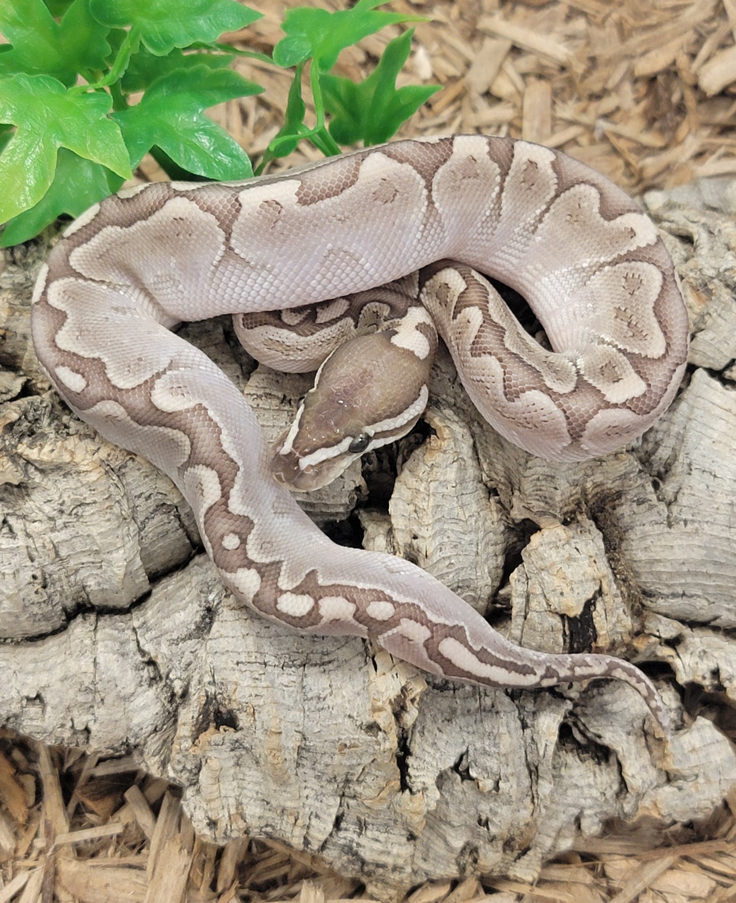 Bamboo poss het VPI Axanthic - M