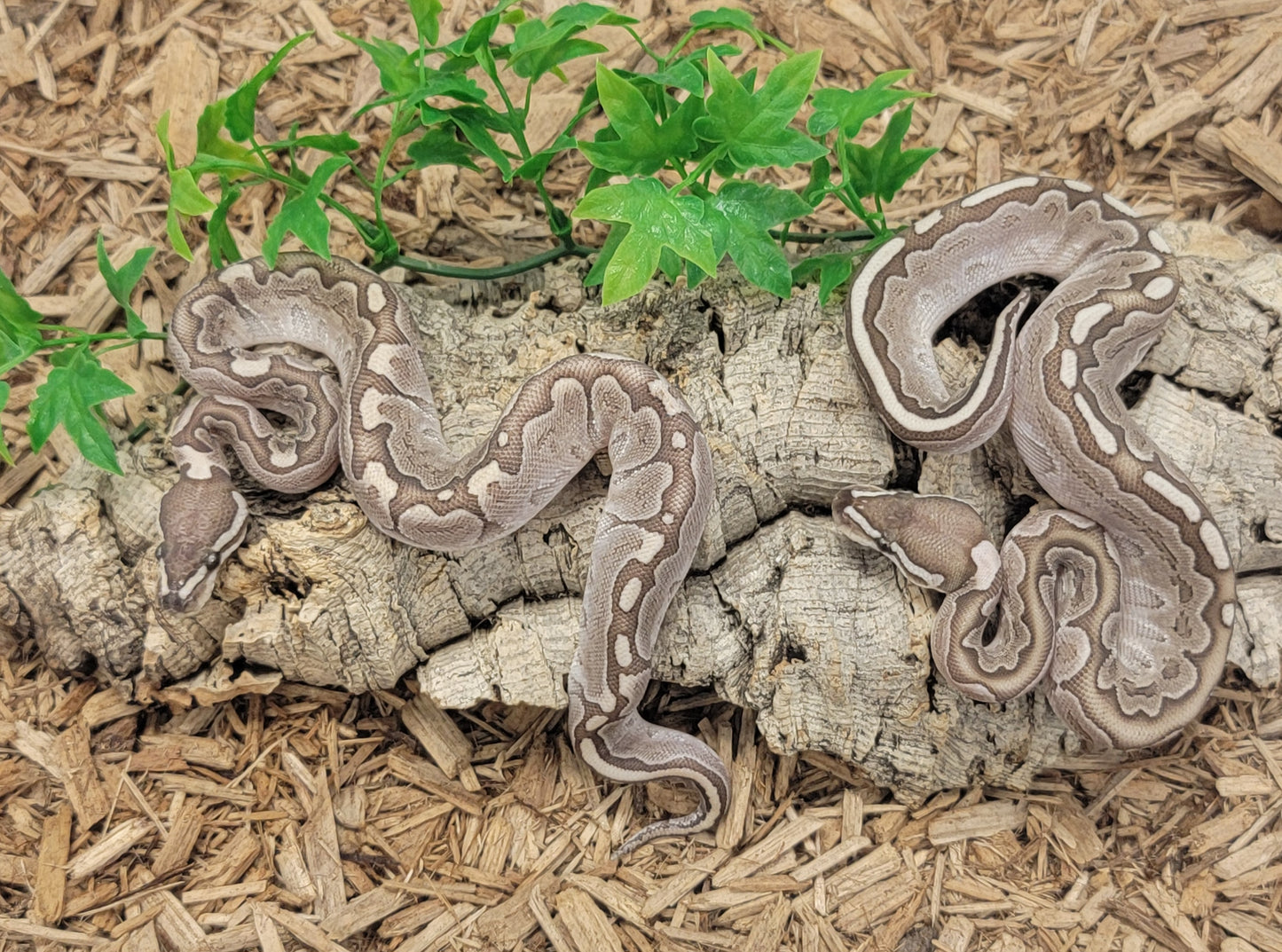 Bamboo poss het VPI Axanthic - F