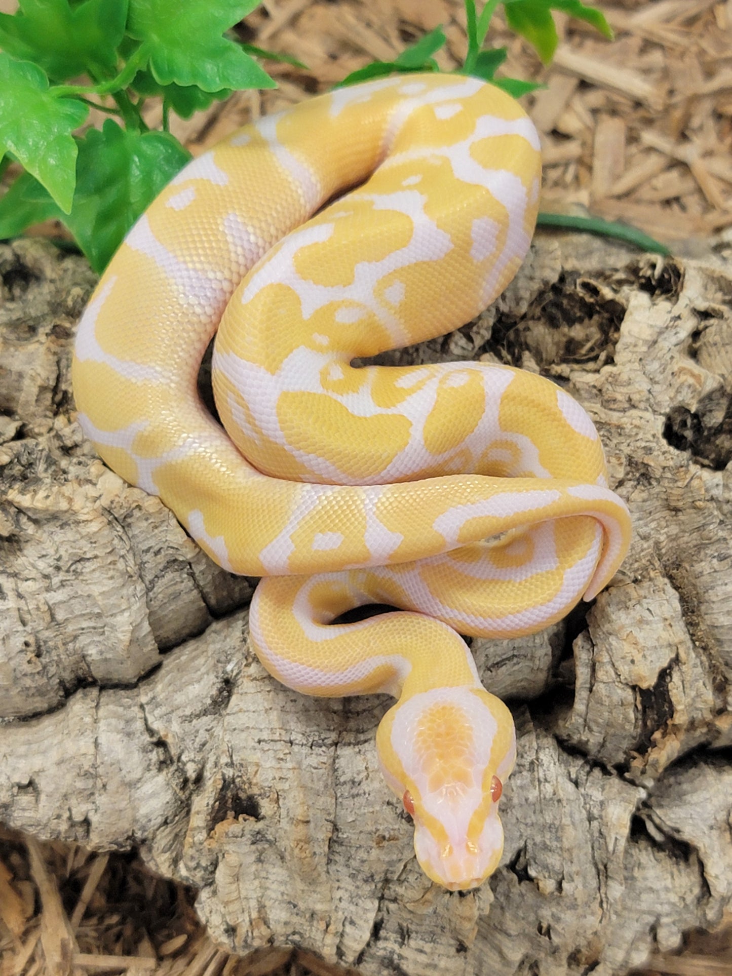 Albino - M