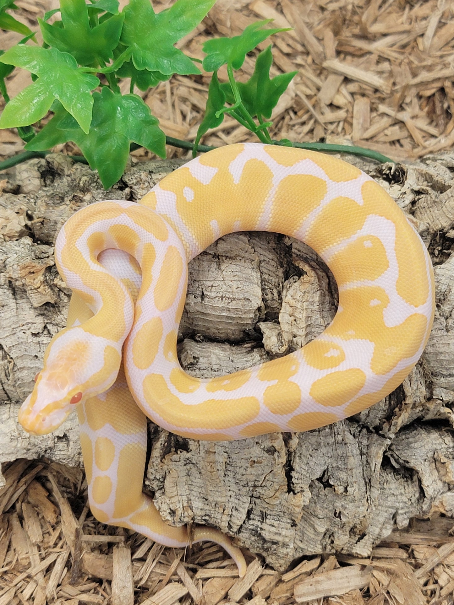 Albino - F