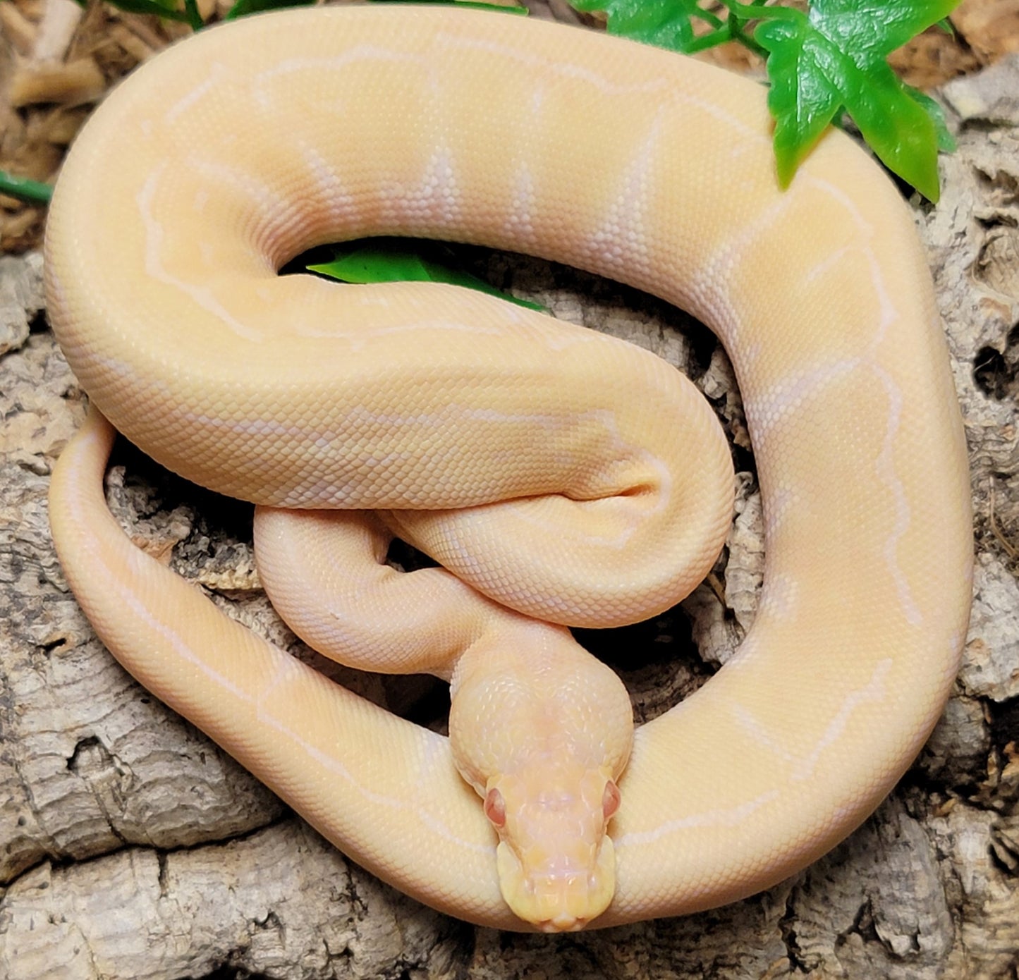 Albino Pinstripe - F