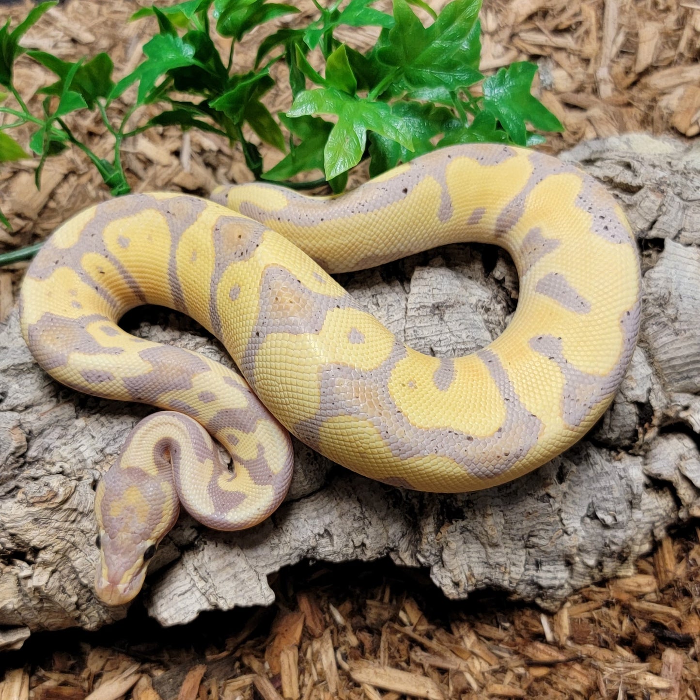 Banana Leopard dh Clown Piebald - M