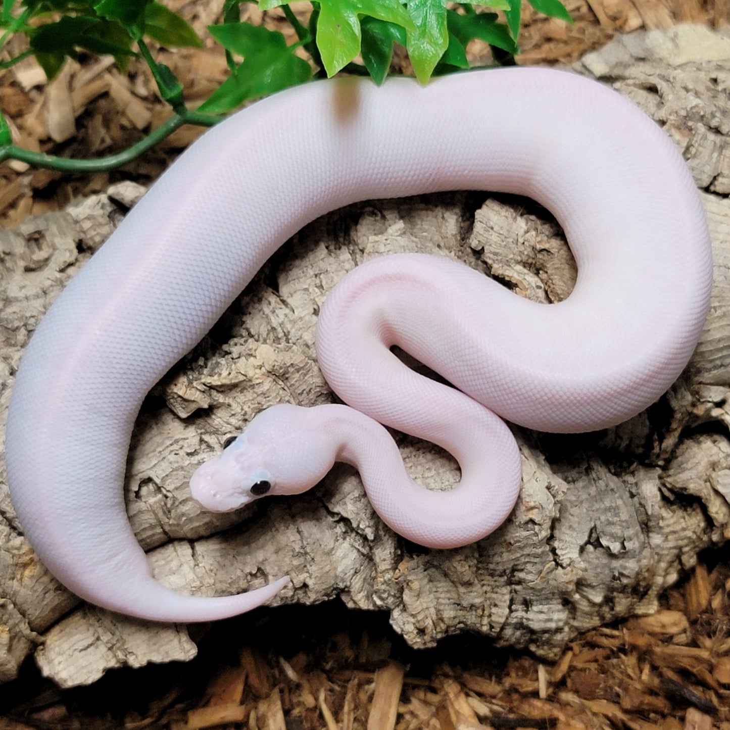 Black Eyed Leucistic possible Blitz, Mojave, Pastel, Vanilla - M