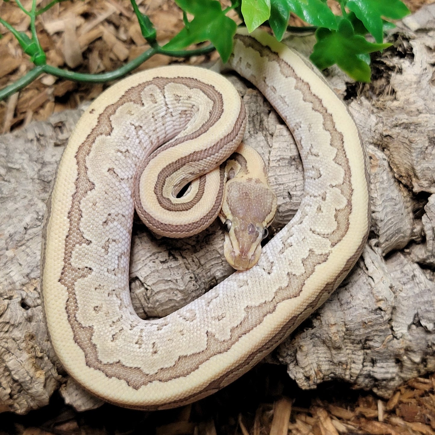 Blitz Rodeo (Fire Pin Vanilla) - F