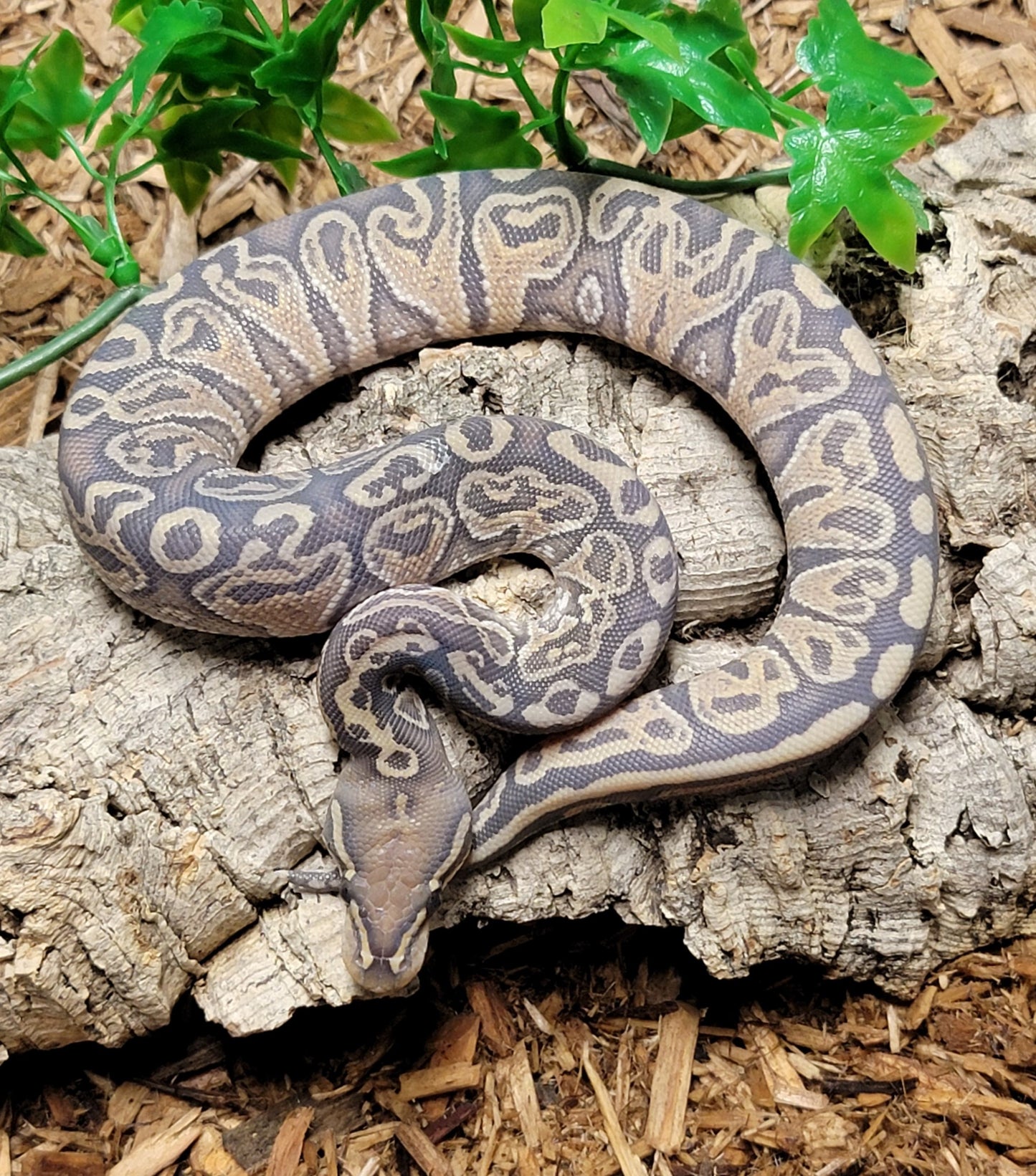 Hypo Black Pastel Blitz - F