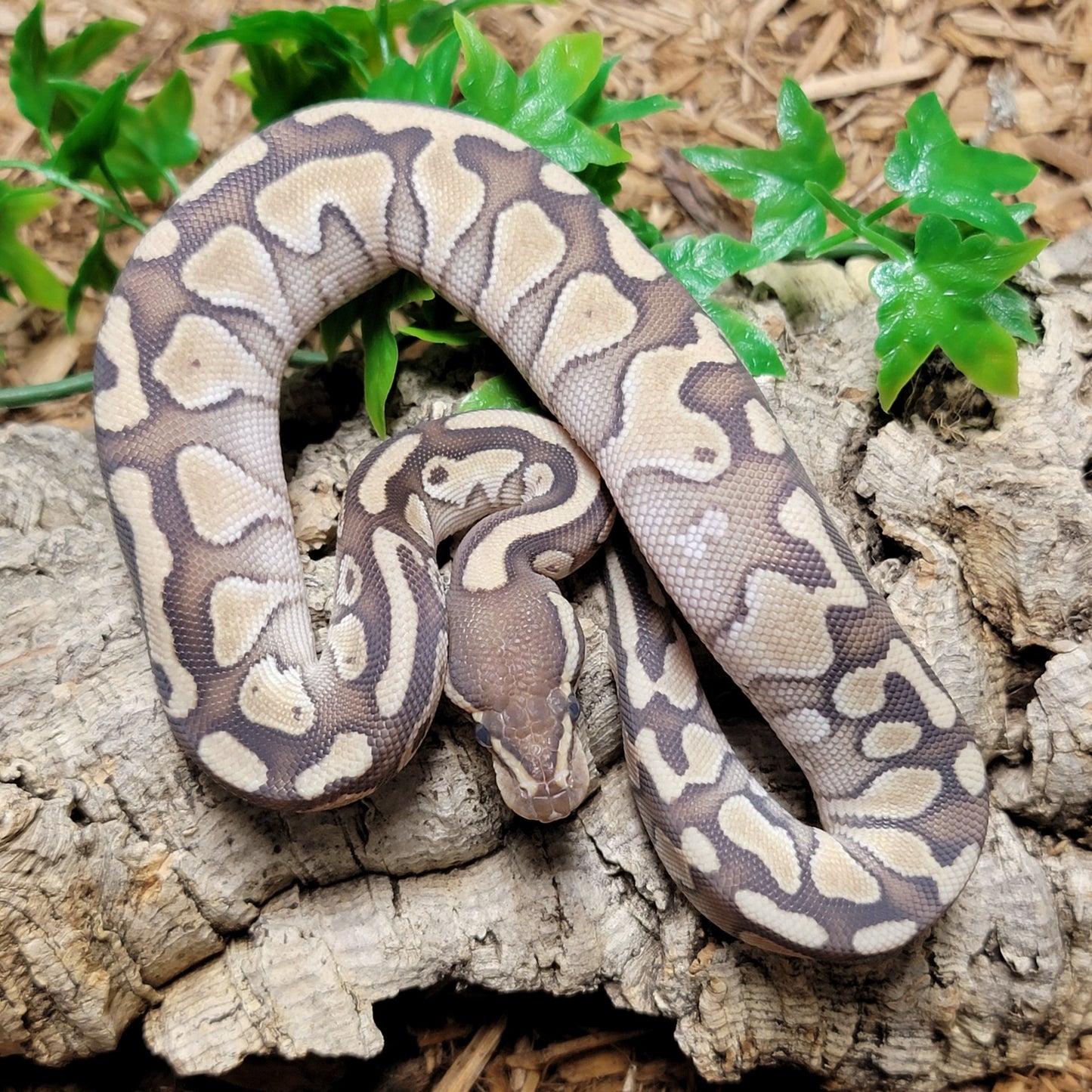 Lesser het Clown - F