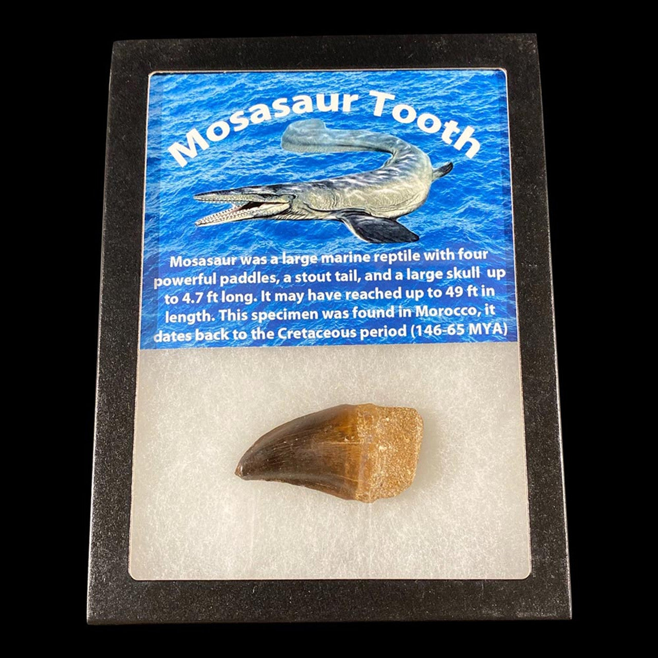 Mosasaur Tooth