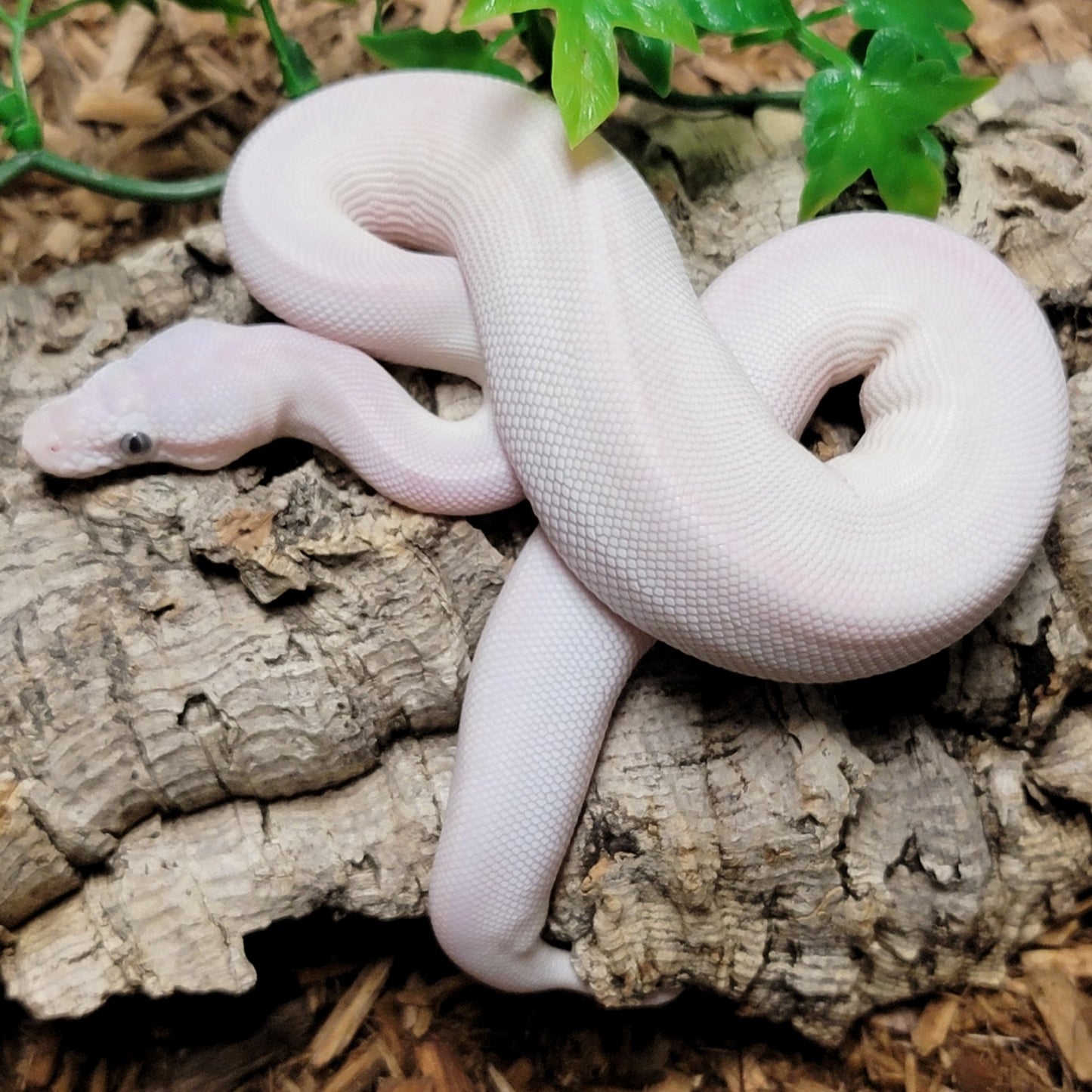 Pastel Blue Eyed Leucistic possible Blitz, Vertigo, Fire, Granite - M