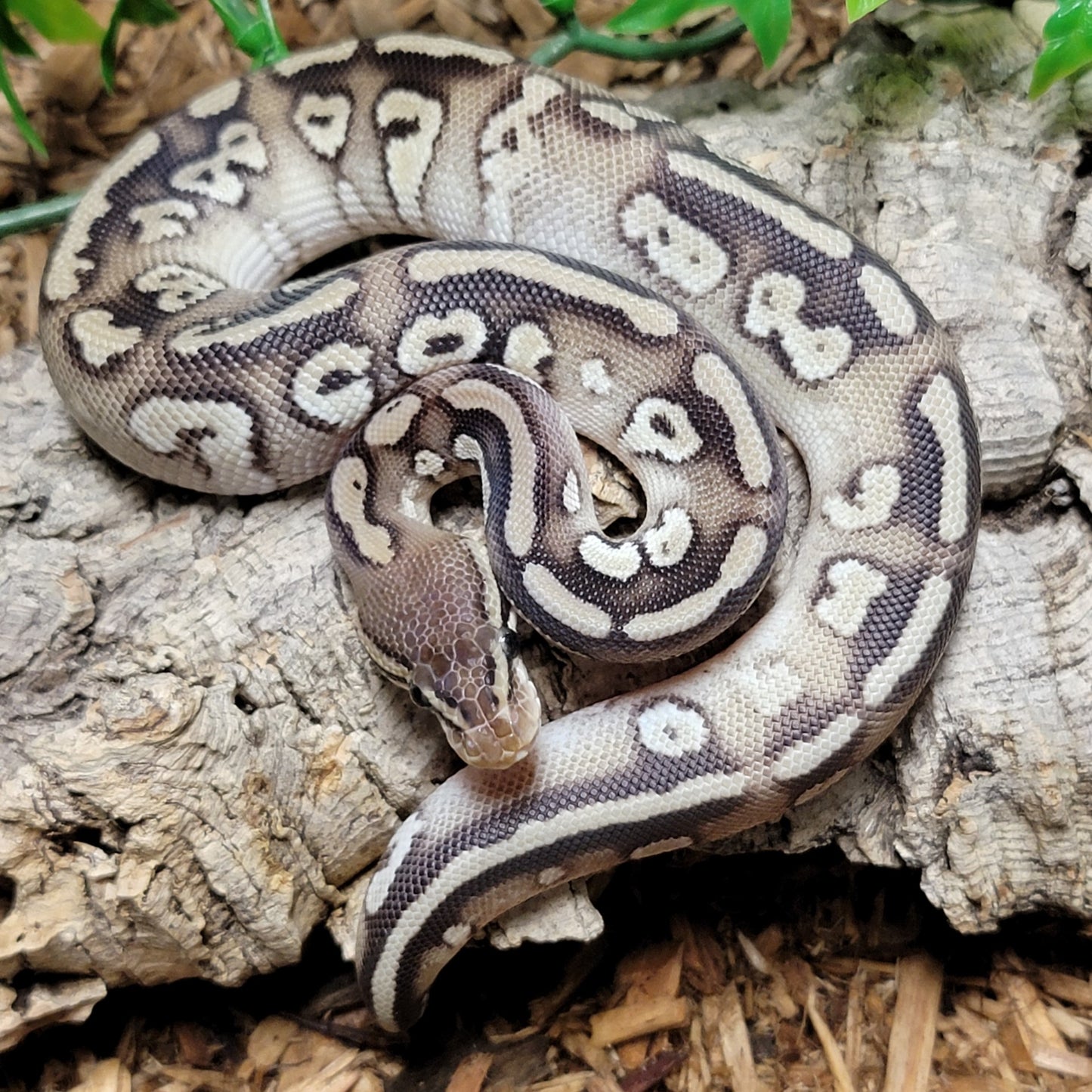 Pastel Mojave Granite Blitz - M