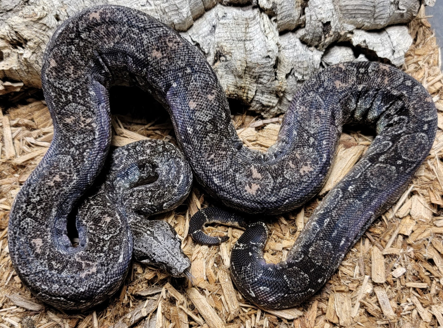 Pink Line Argentine Boa