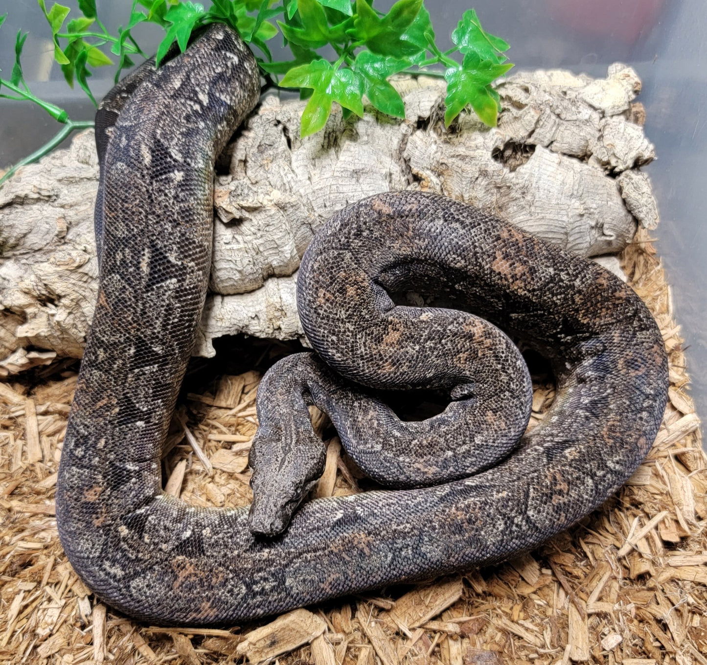 Pink Line Argentine Boa