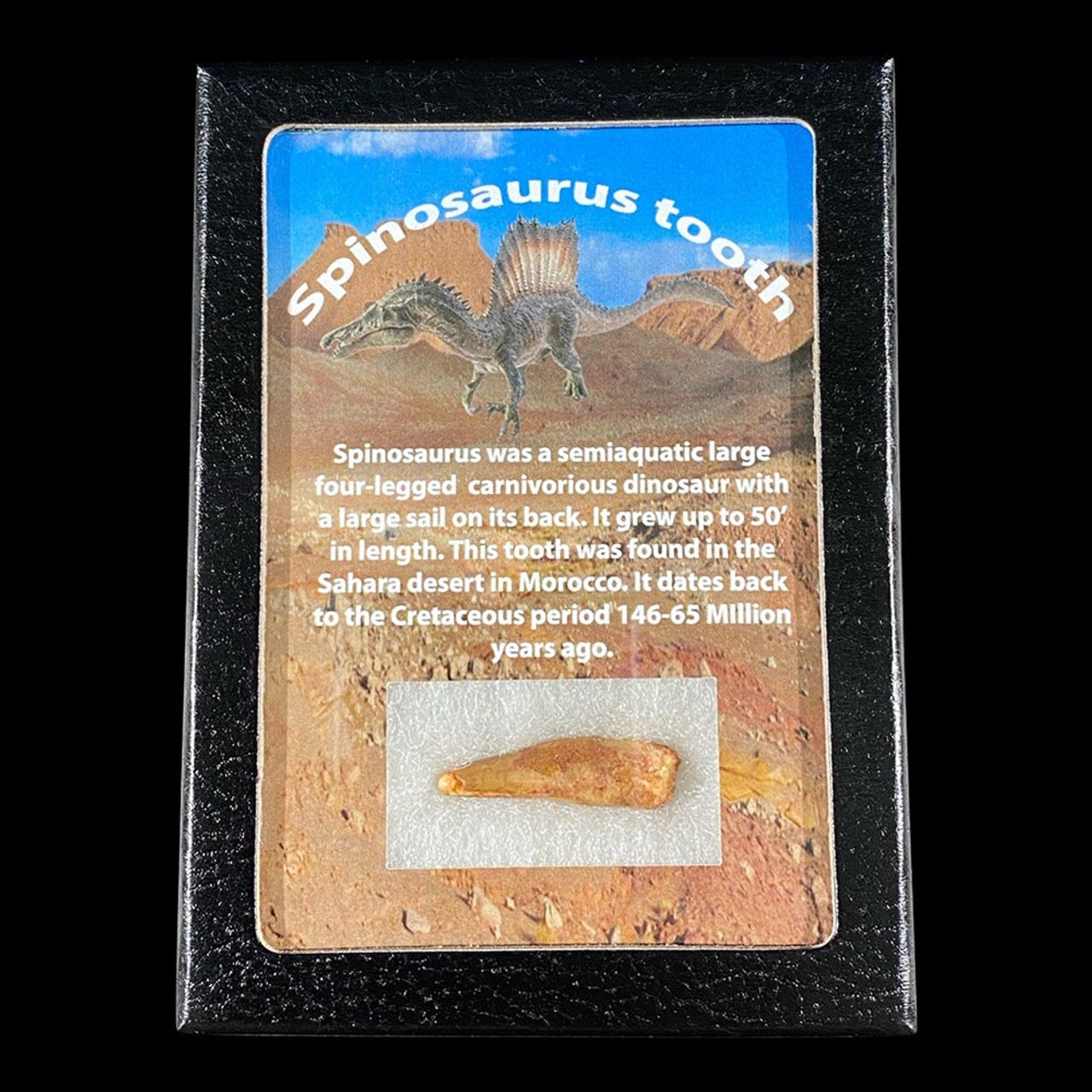 Spinosaurus Tooth