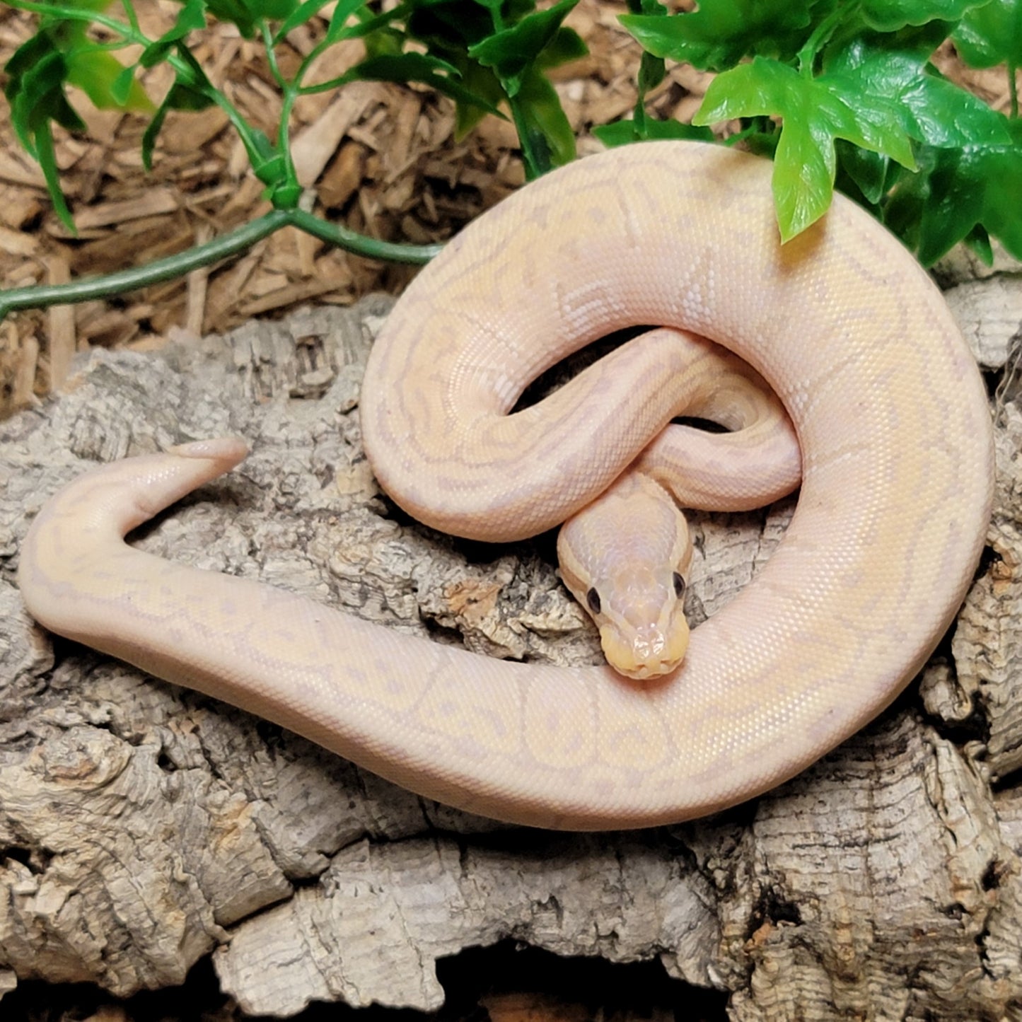 Super Blitz Banana Pinstripe poss YB - F