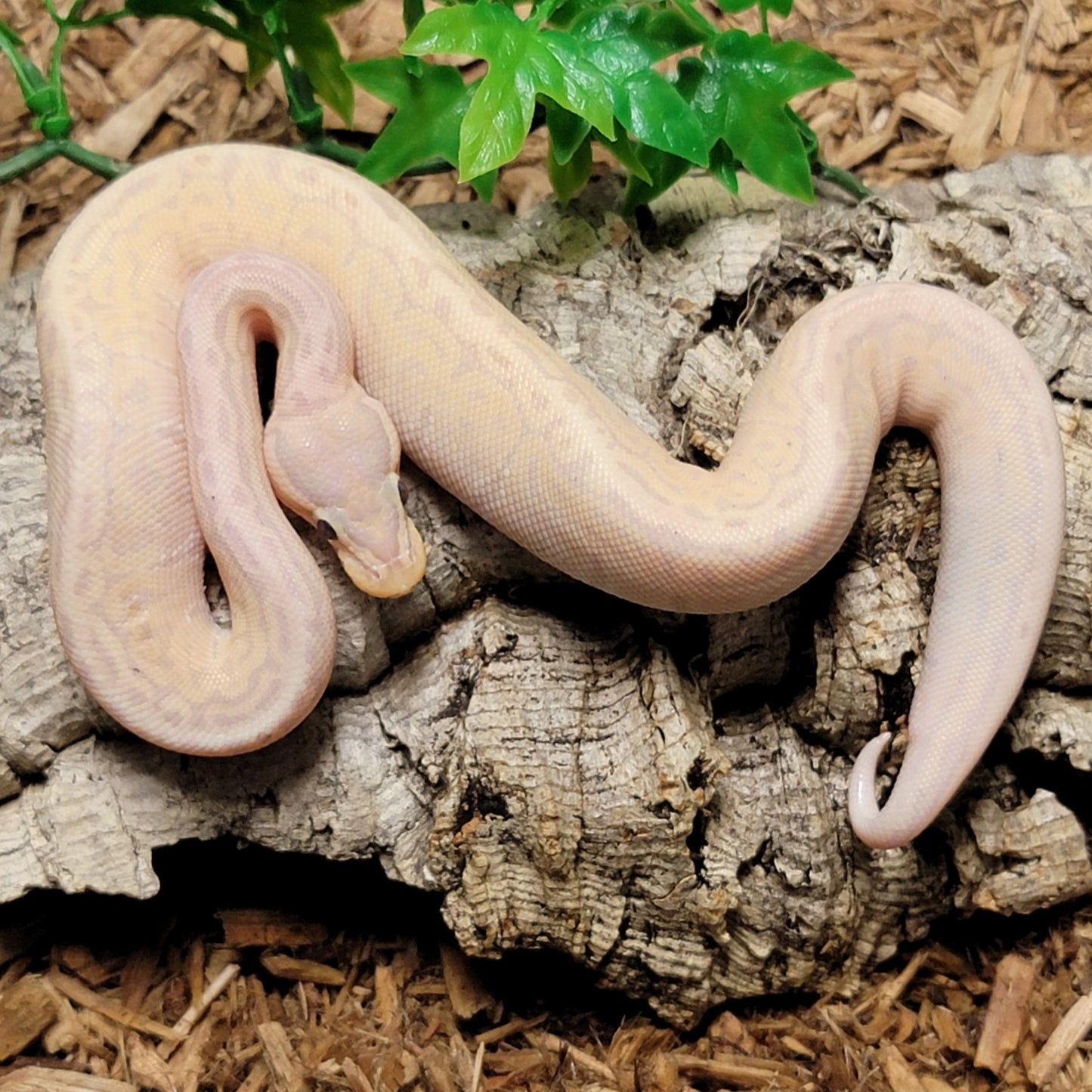 Super Blitz Banana Pinstripe poss YB - M
