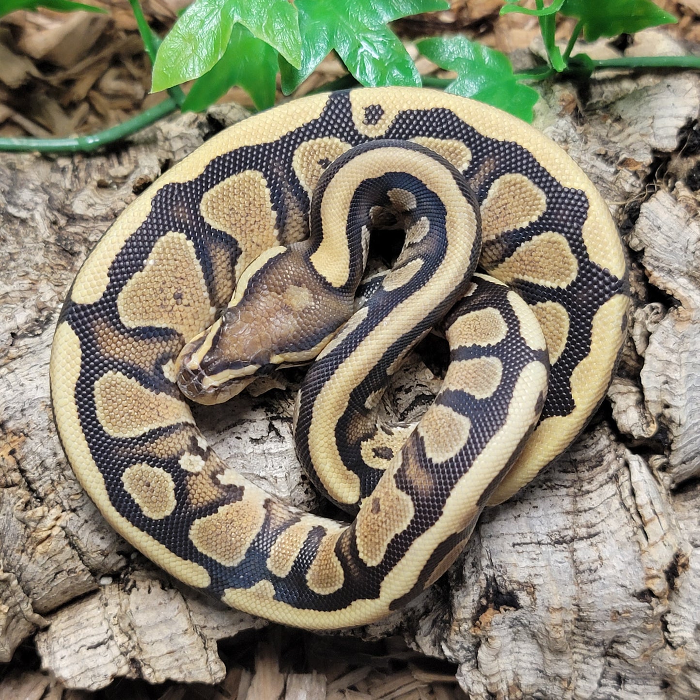 Vertigo Fire Yellow Belly possible Asphalt - F