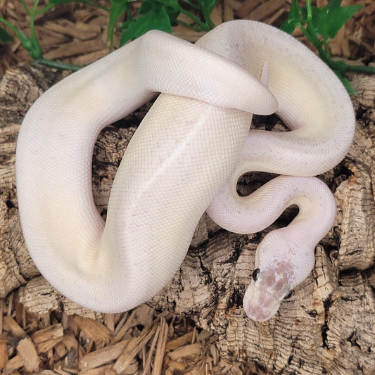 Super Pastel Pinstripe Yellowbelly Mojave Cinnamon - M