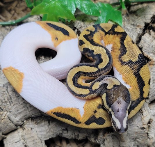 Scaless Head Piebald - F