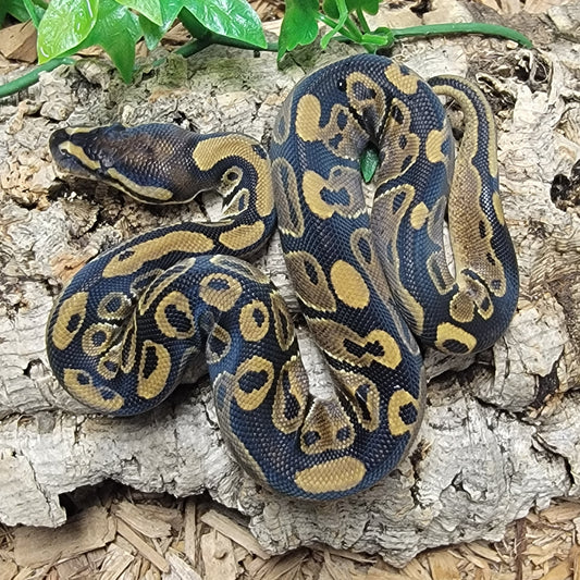 Double het Albino Pied - M