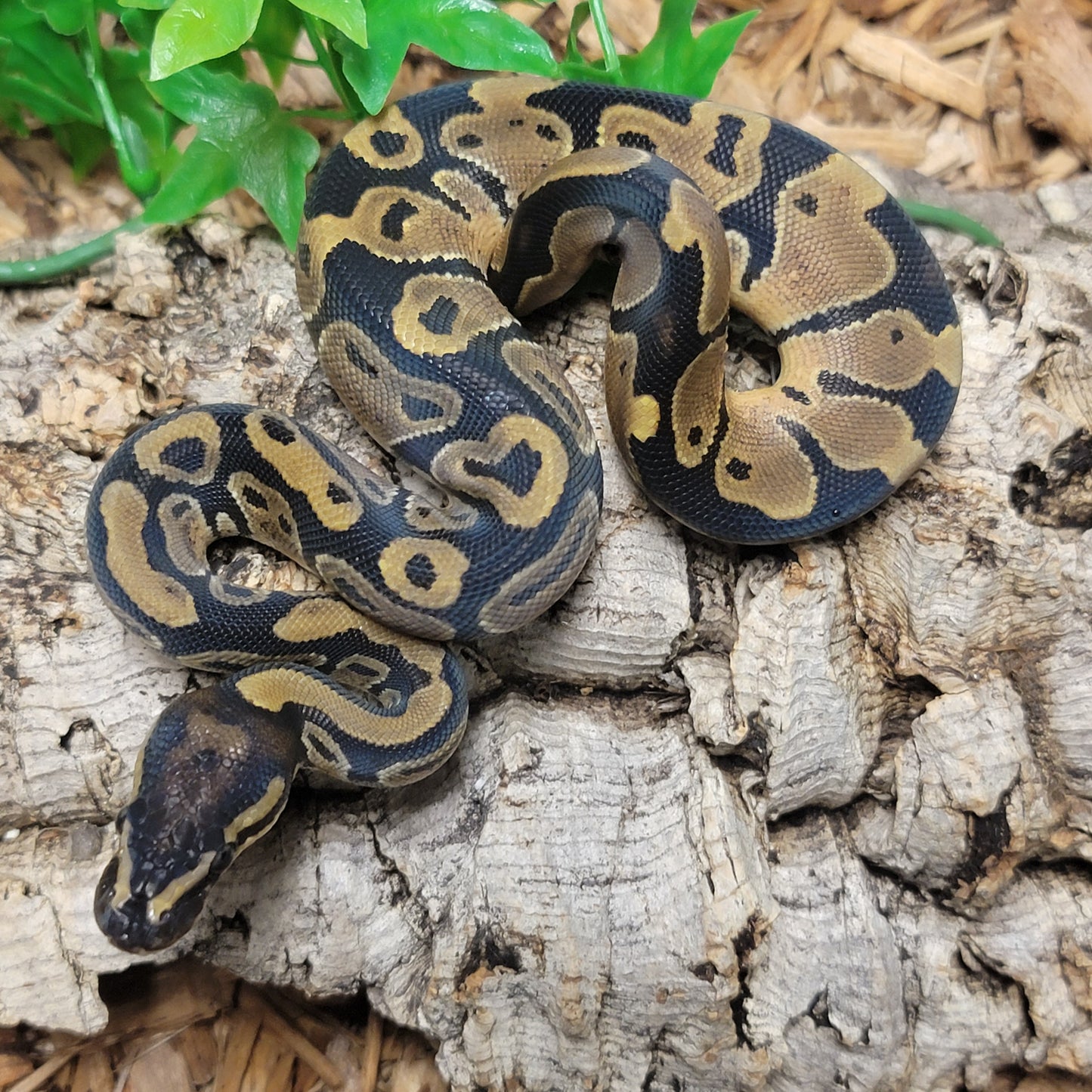 Double het Albino Pied - F