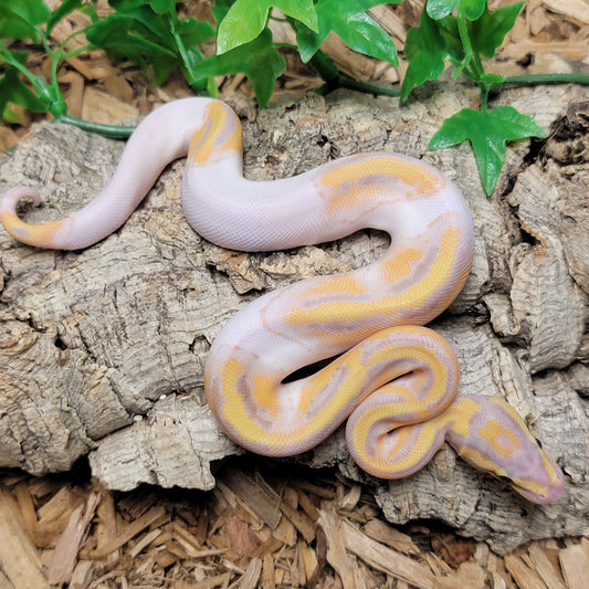Coral Glow Pied - M