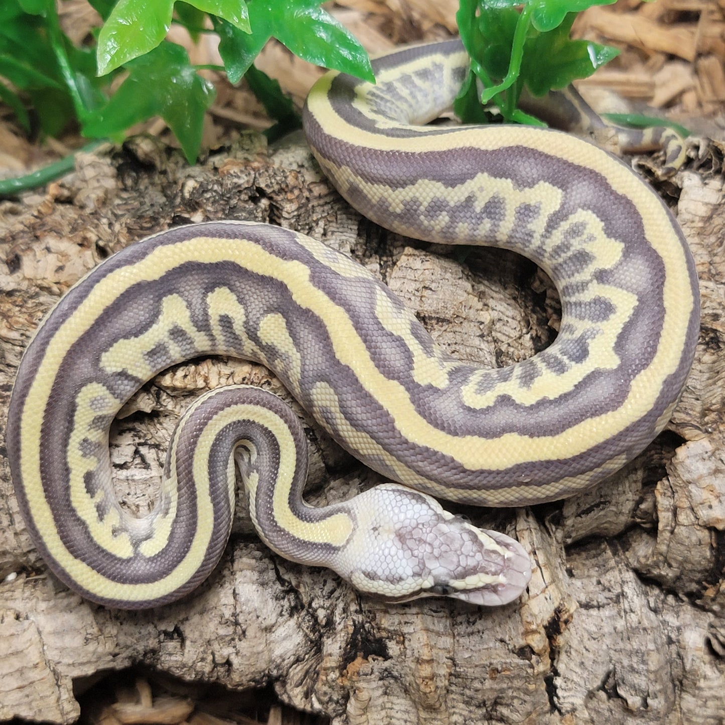 Super Pastel Butter Yellowbelly Leopard - F
