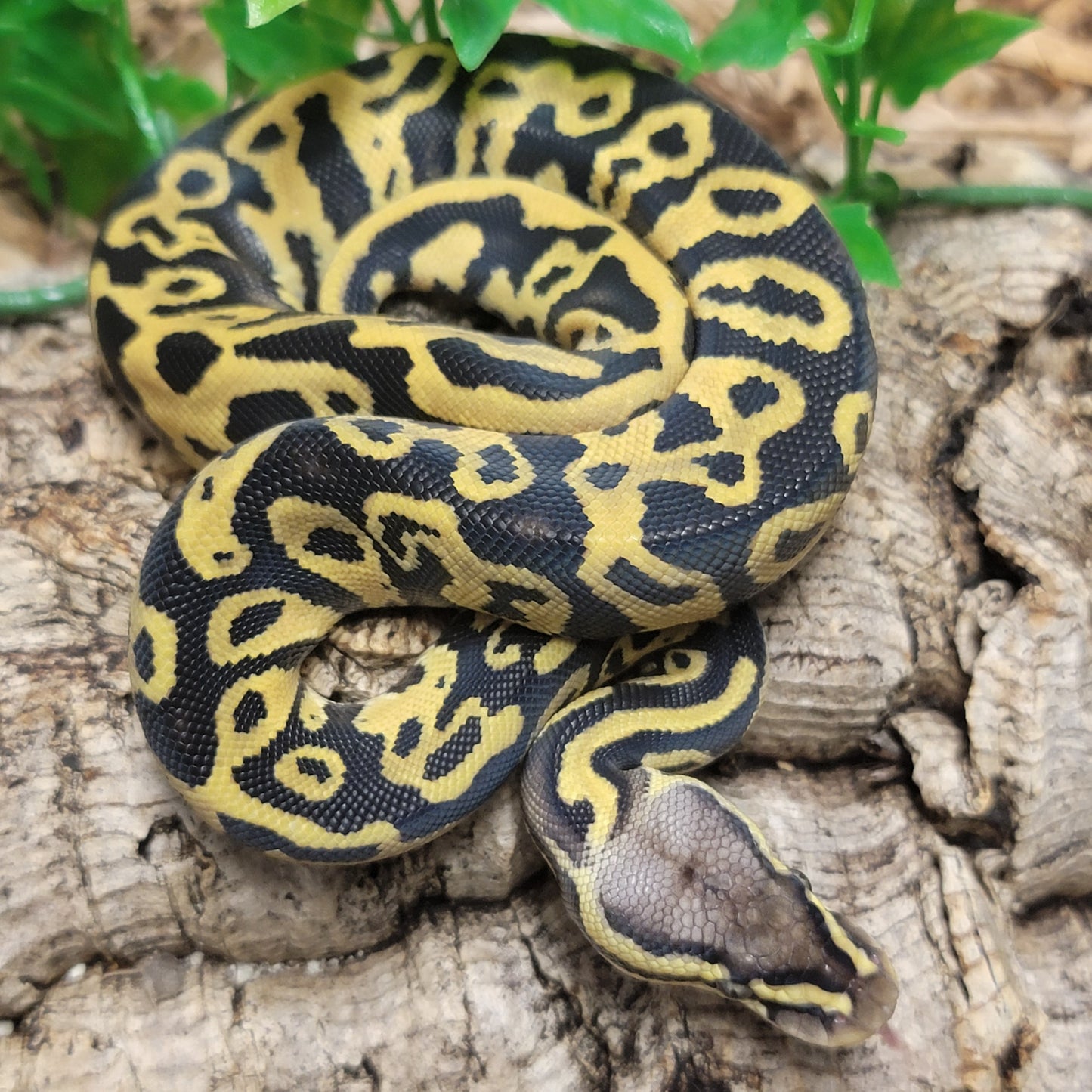 Pastel Yellowbelly Leopard - F