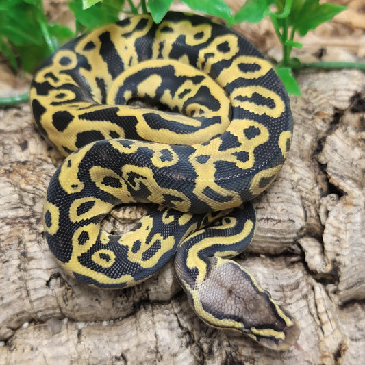 Pastel Yellowbelly Leopard - F
