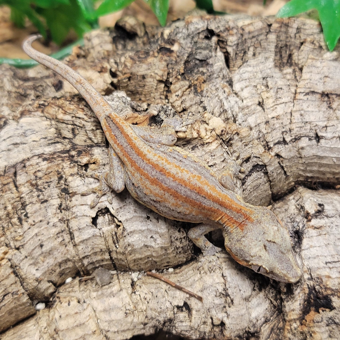 Gargoyle Gecko - Orange Striped #13