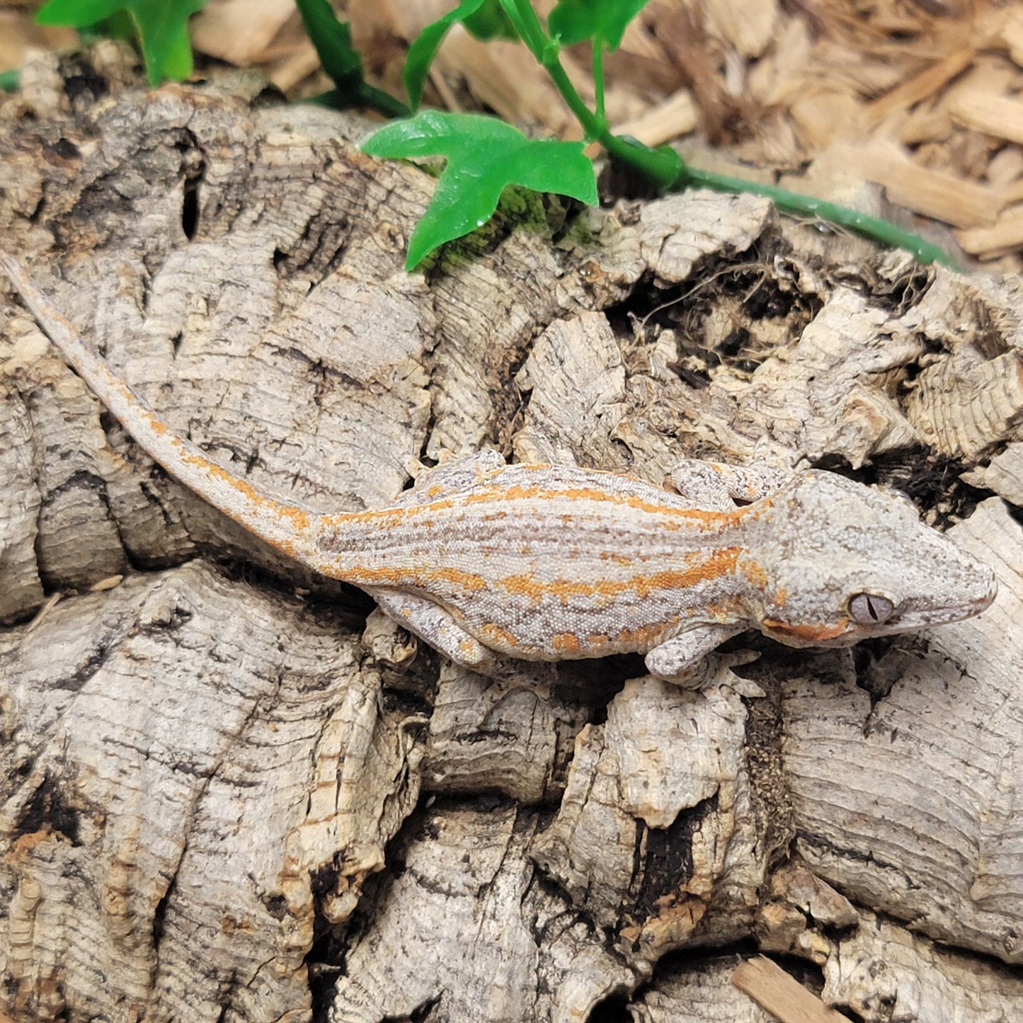 Gargoyle Gecko - Orange Striped #12