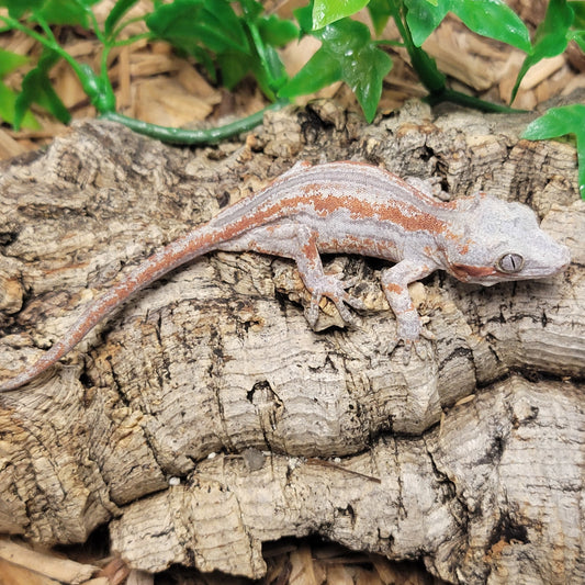 Gargoyle Gecko - Orange Striped #11