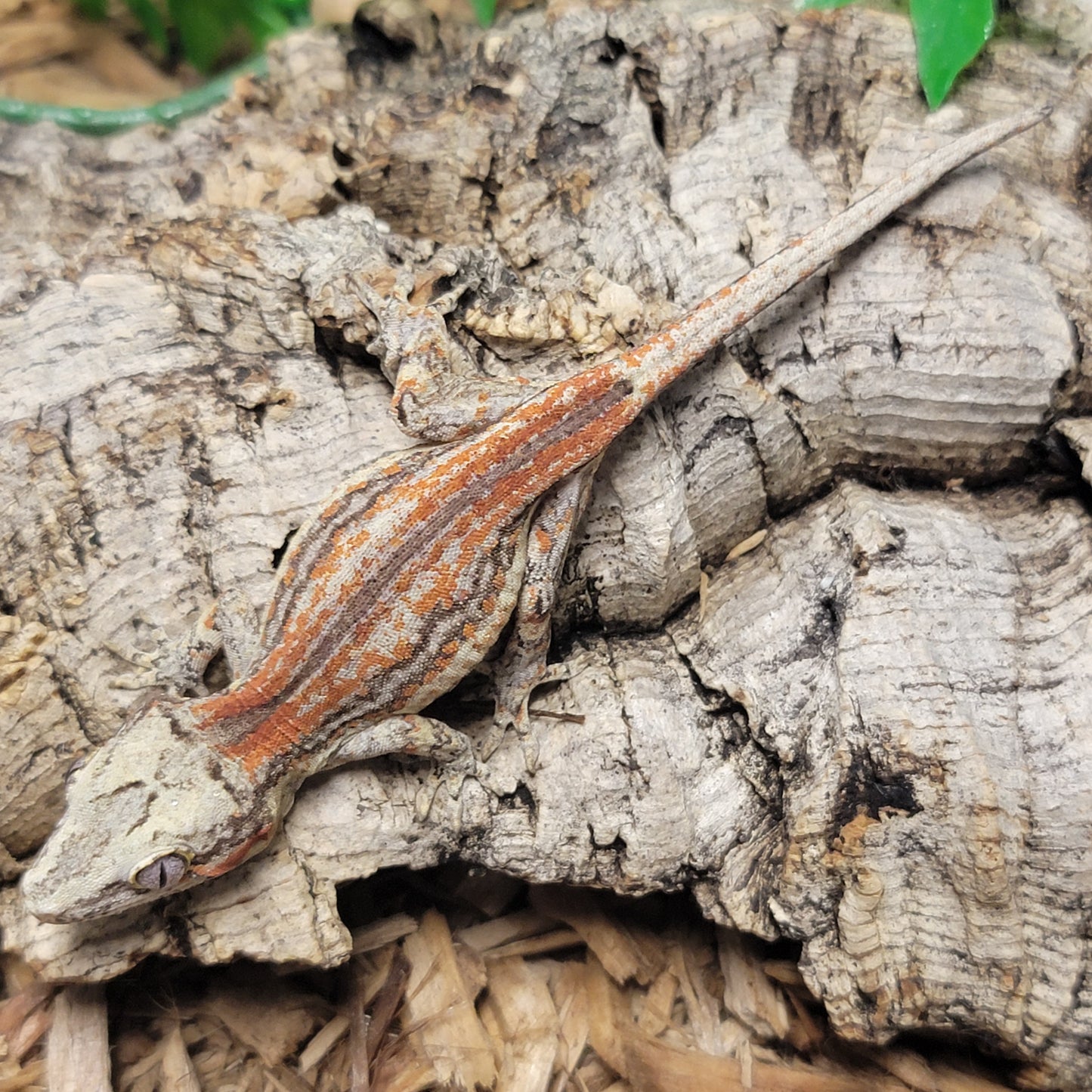 Gargoyle Gecko - Orange Striped #8