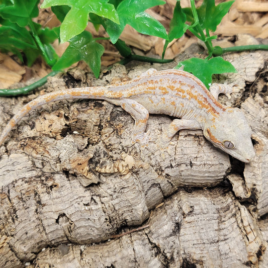 Gargoyle Gecko - Orange Striped #7
