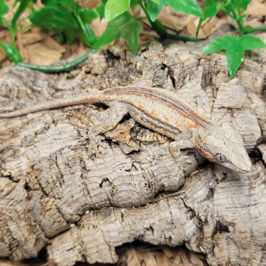 Gargoyle Gecko - Orange Striped #6
