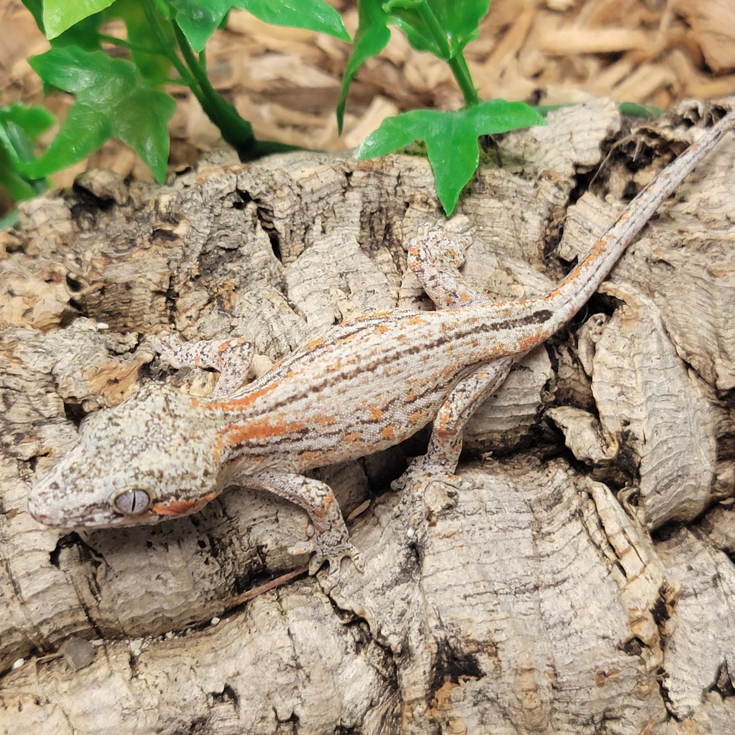 Gargoyle Gecko - Orange Striped #5