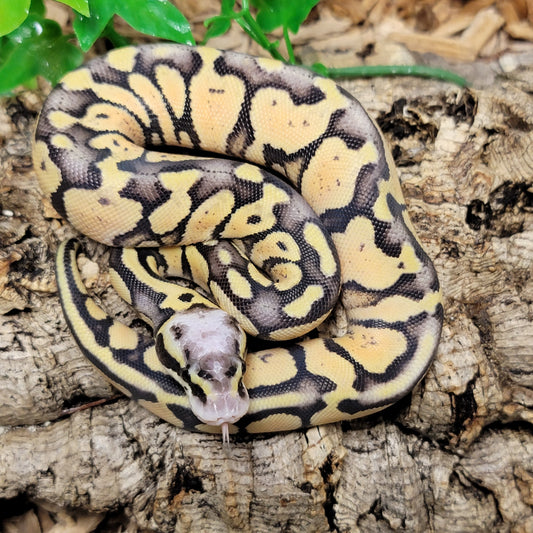 Pastel Yellowbelly - F