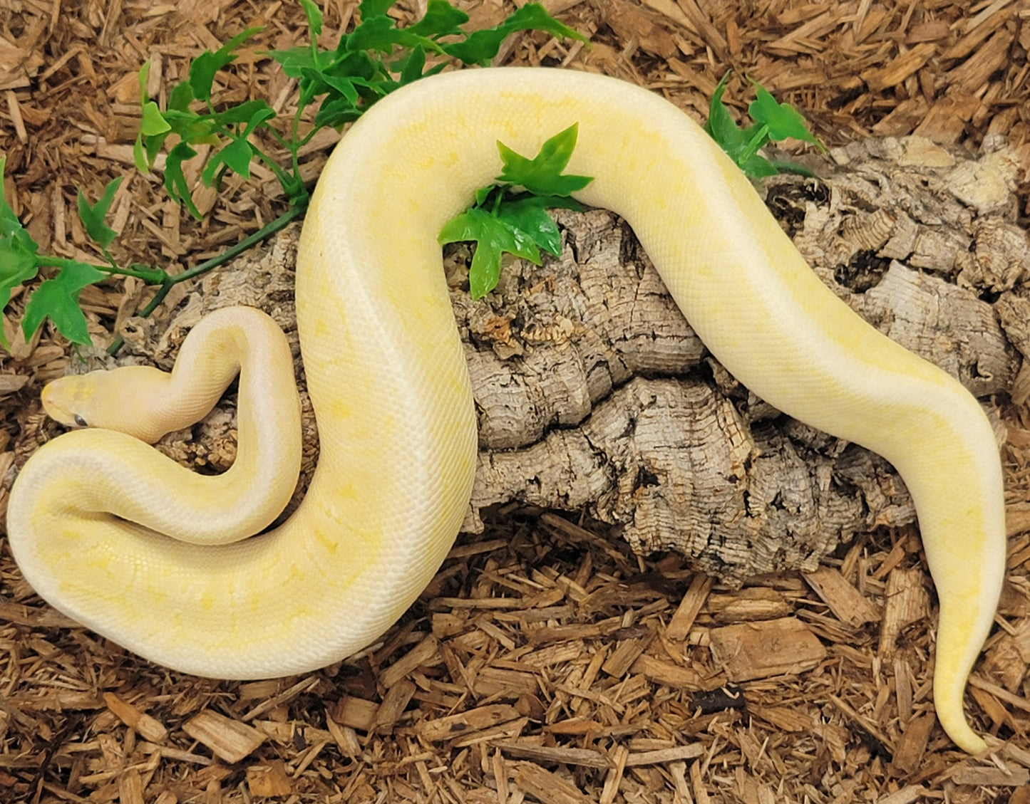 Banana Black Pewter Lemonblast het Clown - F