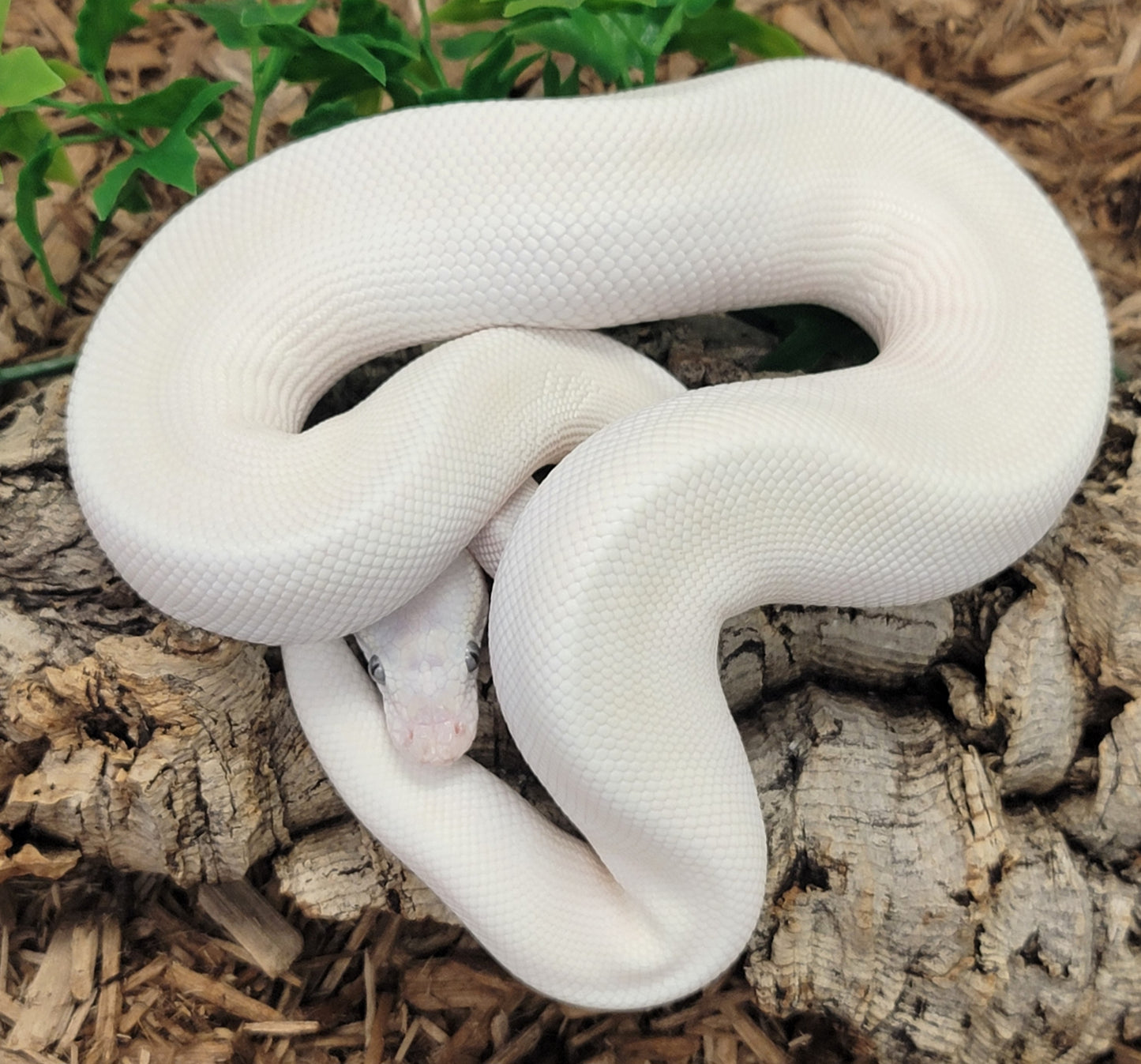 Pastel Blue Eyed Leucistic possible Blitz, Vertigo, Fire, Granite - M