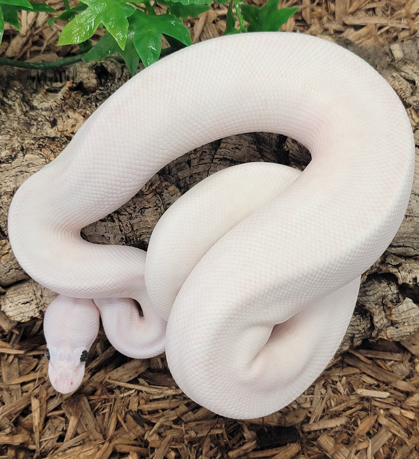 Black Eyed Leucistic possible Blitz, Mojave, Pastel, Vanilla - M