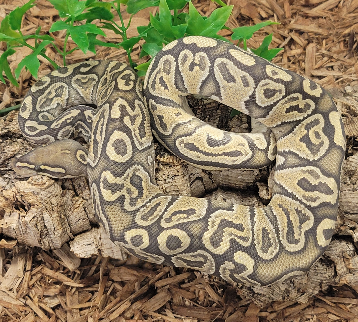 Pastel Mojave Granite Blitz - M