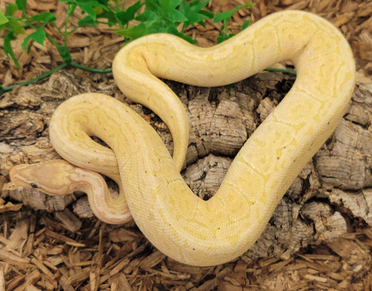 Super Blitz Banana Pinstripe poss YB - F