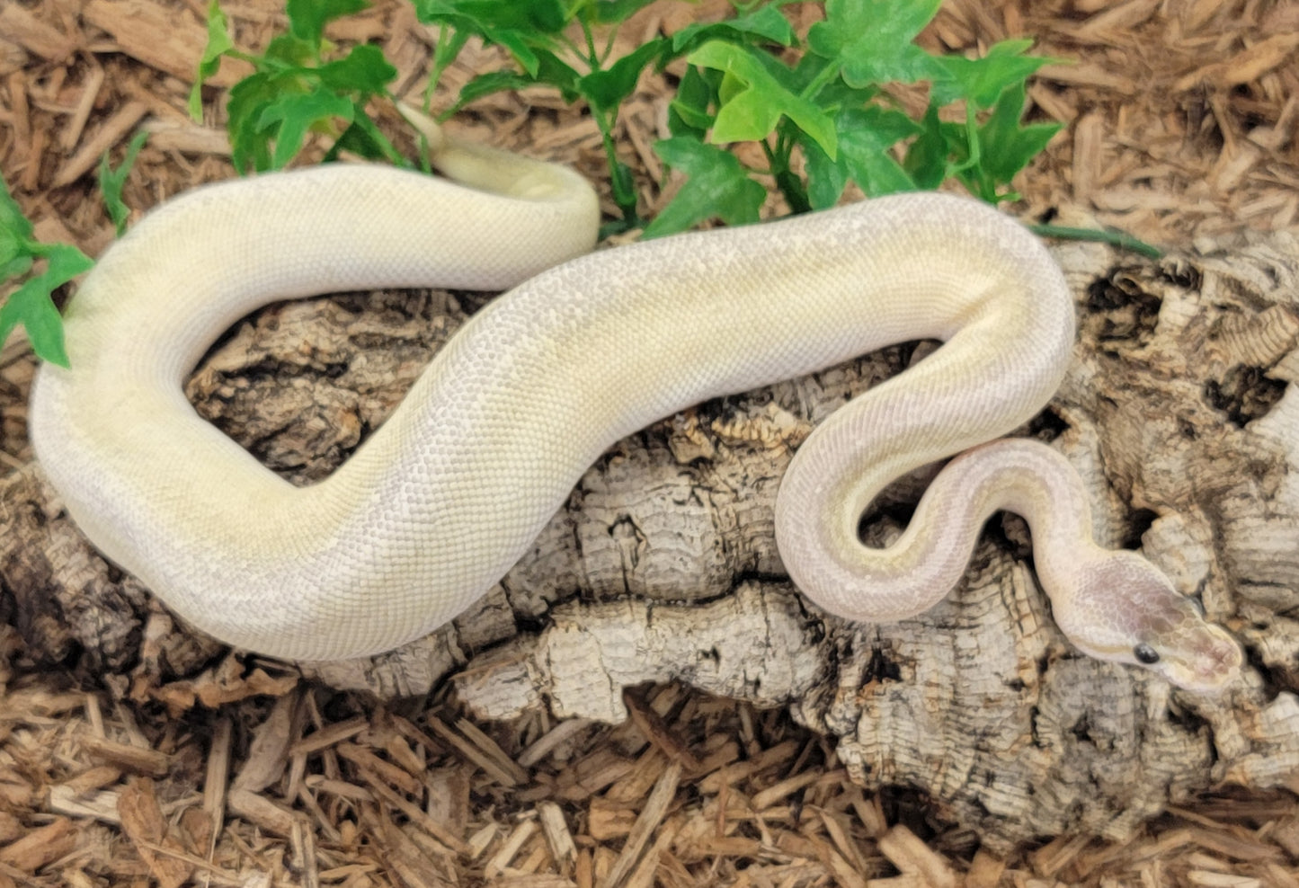 Super Pastel Pinstripe Yellowbelly Mojave Cinnamon - M