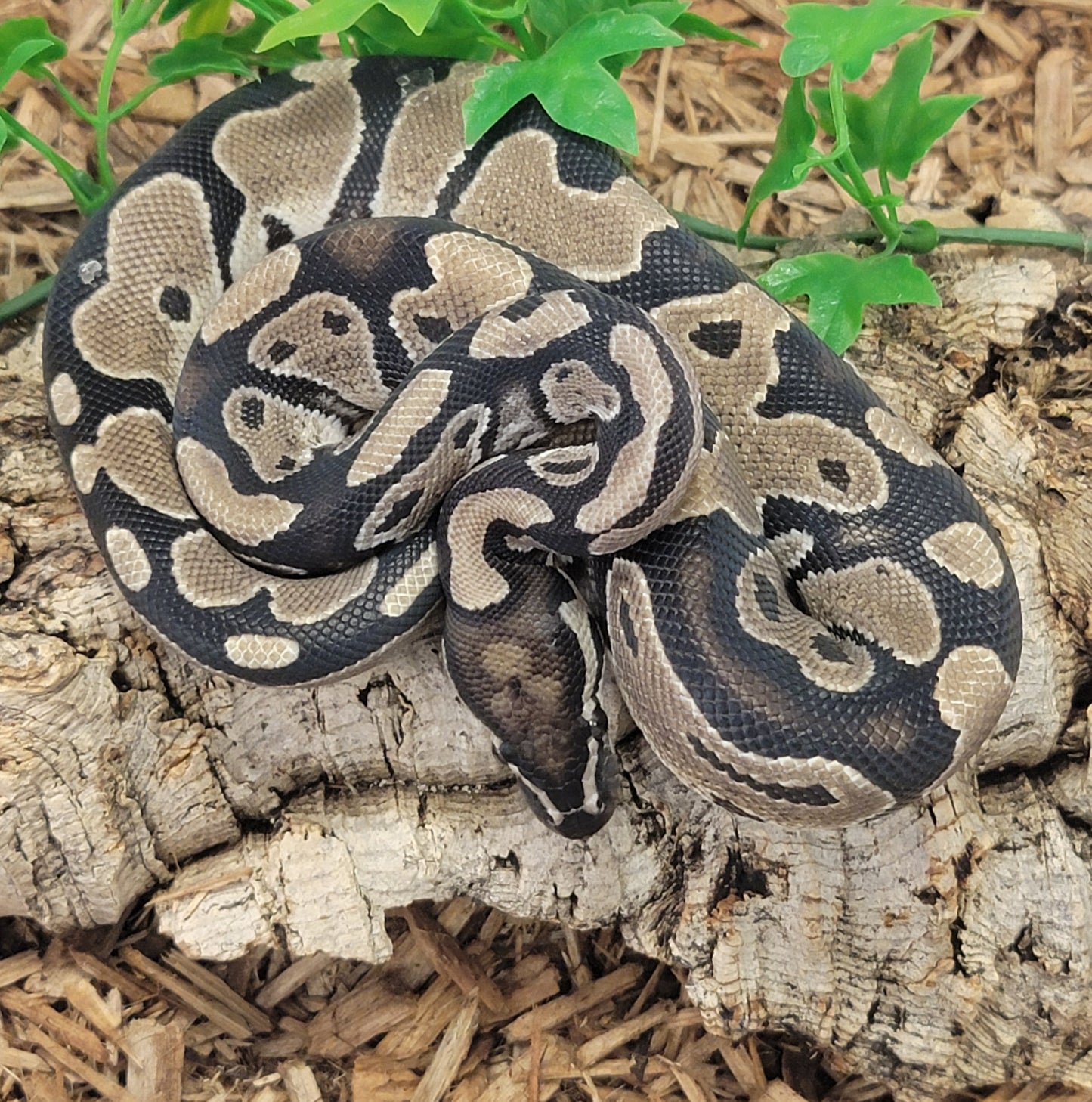 Double het VPI Axanthic (Lightning) Pied - M