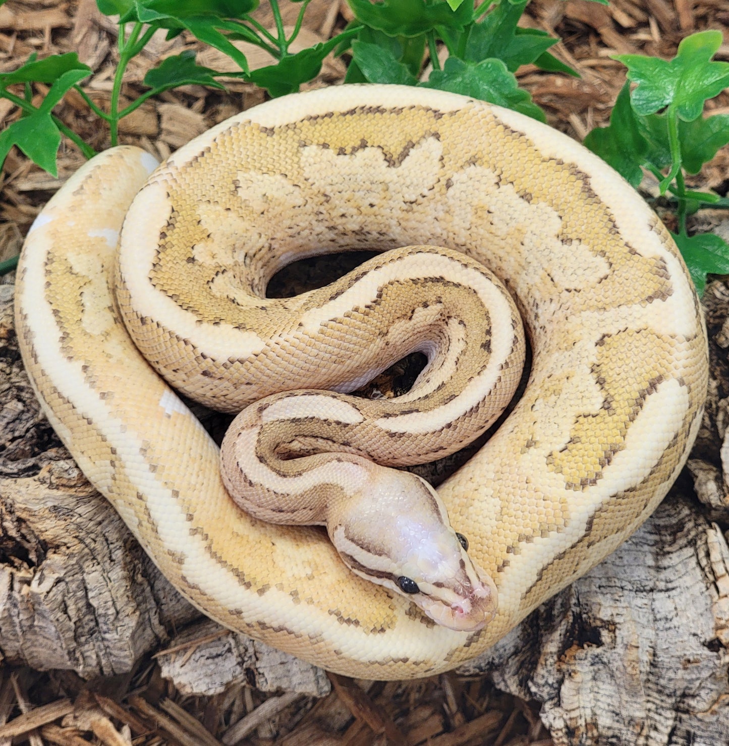 Pastel Vertigo Fire Yellowbelly poss Asphalt - M